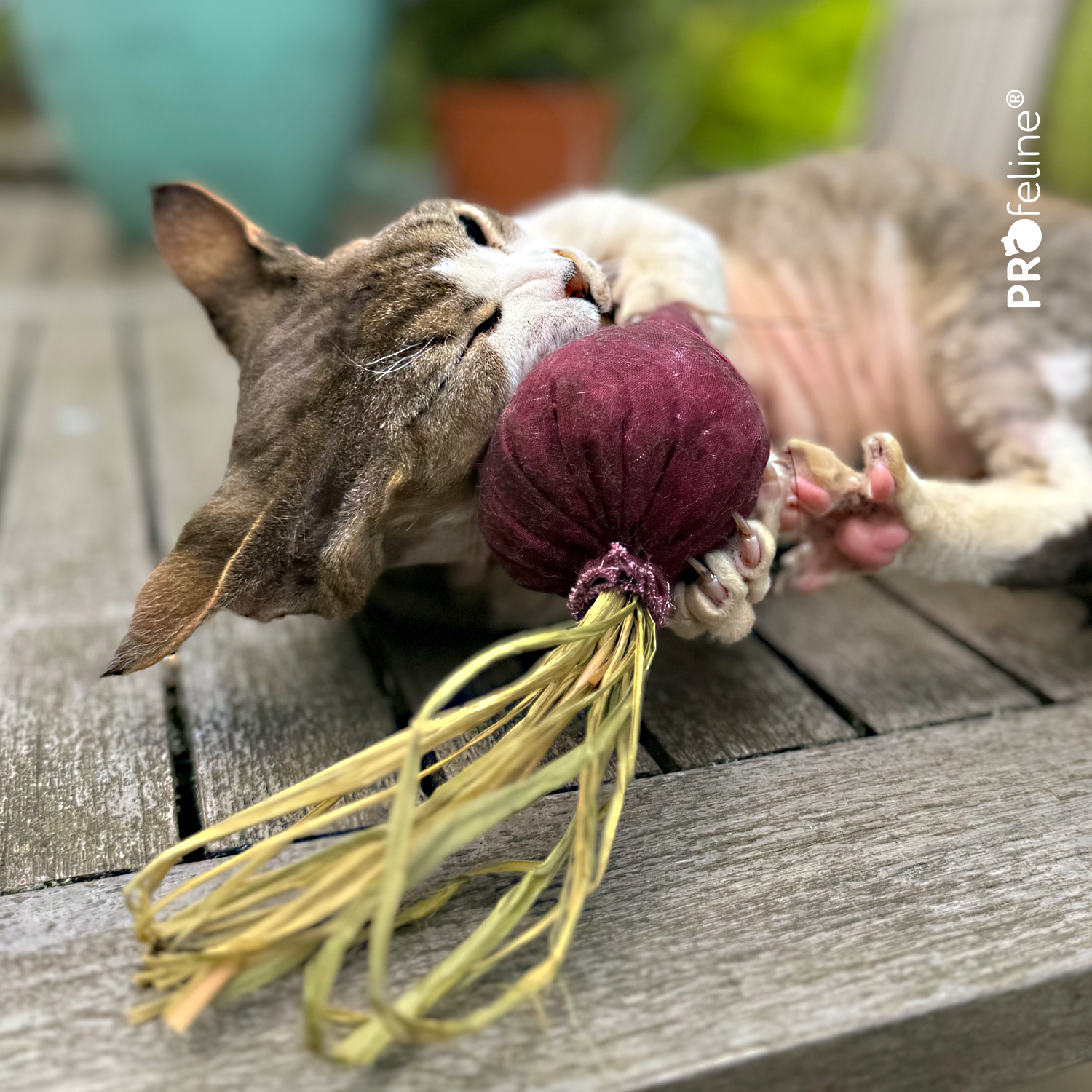 Catnip Katzenspielzeug rote Beete